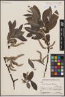 Foto von Salix ernestii C. K. Schneid.
